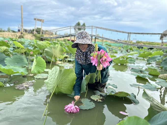 Những vùng thấp trũng, ao hồ bỏ hoang trước đây được người dân thành phố Hà Tĩnh đưa cây sen vào sản xuất, cho hiệu quả kinh tế cao. nong duoc viet nam