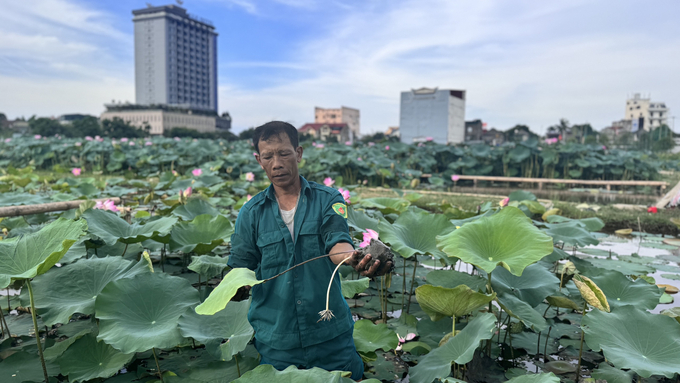 Nhiều giống sen mới đã được người dân thành phố Hà Tĩnh đưa vào sản xuất, cho năng suất, chất lượng sản phẩm cao. Ảnh: Ánh Nguyệt.