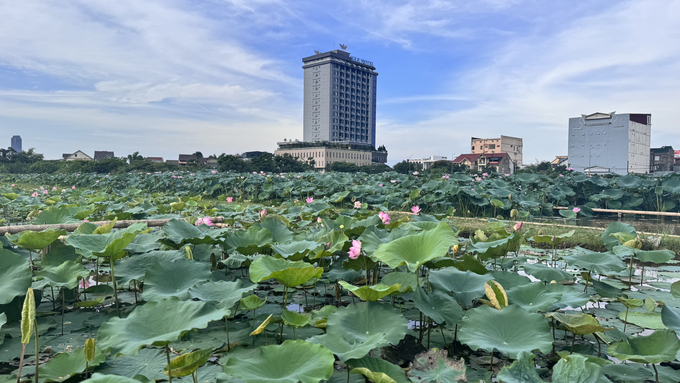 Không chỉ cho nông dân thu nhập cao, cây sen cũng giúp bộ mặt đô thị ở thành phố Hà Tĩnh ngày càng khang trang sạch đẹp. Ảnh: Ánh Nguyệt.