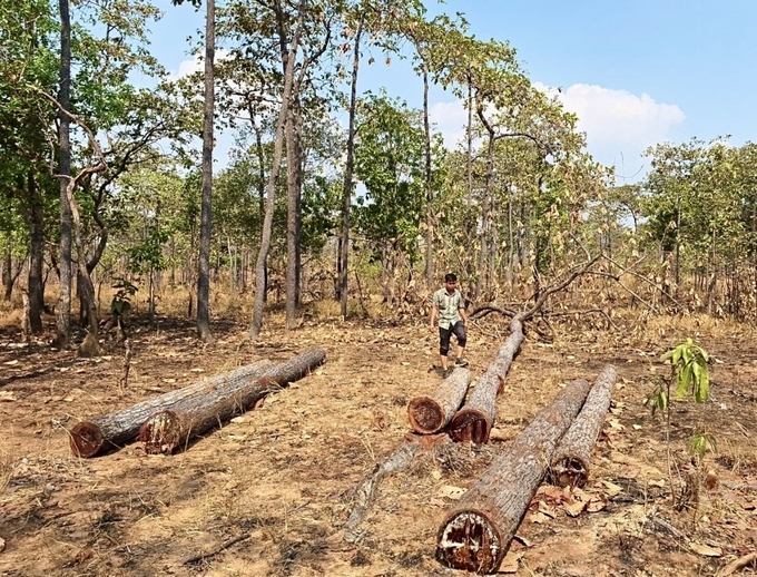 Nhờ công tác phối hợp, nhiều vụ khai thác trái phép gỗ đã được phát hiện. Ảnh: Đăng Lâm.