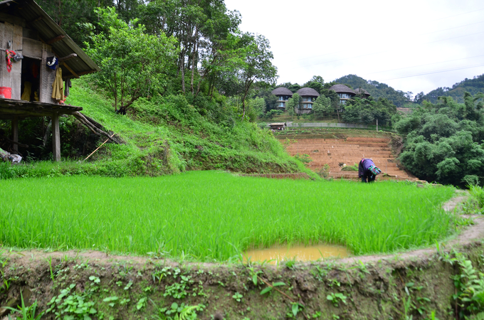 Chuẩn bị mạ cho cấy. Ảnh: Dương Đình Tường.