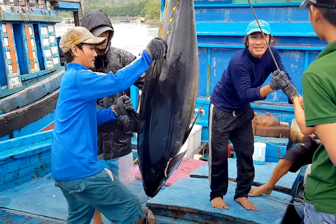 Chuẩn bị đưa cá ngừ lên bờ tại một cảng cá ở Phú Yên. Ảnh: Sơn Trang.