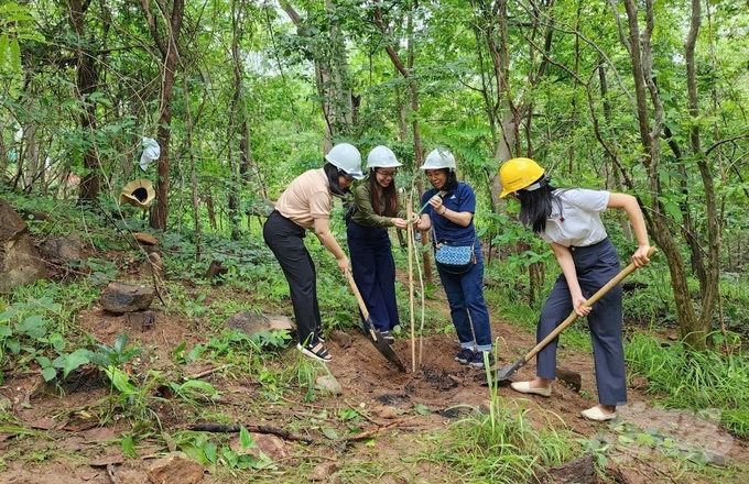 Trong năm 2024, TP Vũng Tàu dự kiến thực hiện trồng 4.606 cây xanh.