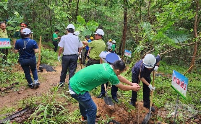 600 cây bằng lăng, cây lim xẹt đã được UBND TP Vũng Tàu trồng trên diện tích 2,2ha tại núi Nhỏ.