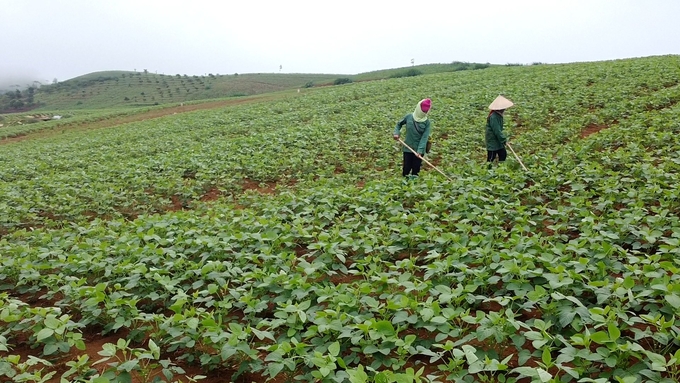 Báo chí, truyền thông là giá trị gia tăng của nông nghiệp tỉnh Sơn La. Ảnh: Hoàng Anh.