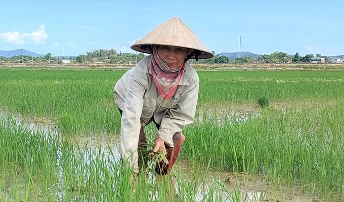 Bà Ngô Thị Thắng tận dụng lượng nước ít ỏi để 'tưới tắm' cho những diện tích lúa mới cấy. Ảnh: Ngọc Linh. 
