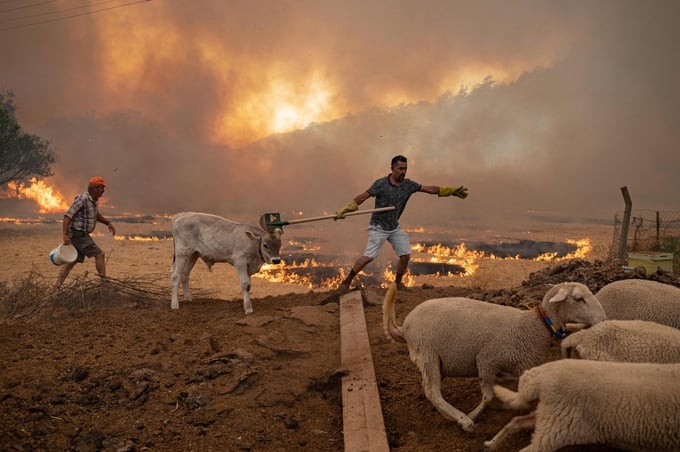Một nông dân Thổ Nhĩ Kỳ đang đưa đàn cừu của mình đến nơi an toàn. Ảnh: AFP.
