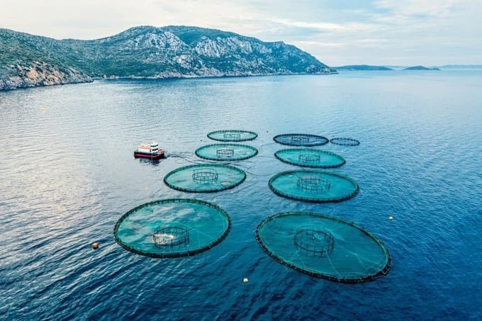 Unlike traditional wild fisheries that depend on capturing fish from natural bodies of water, aquaculture involves cultivating these species in tanks, ponds, or ocean enclosures.