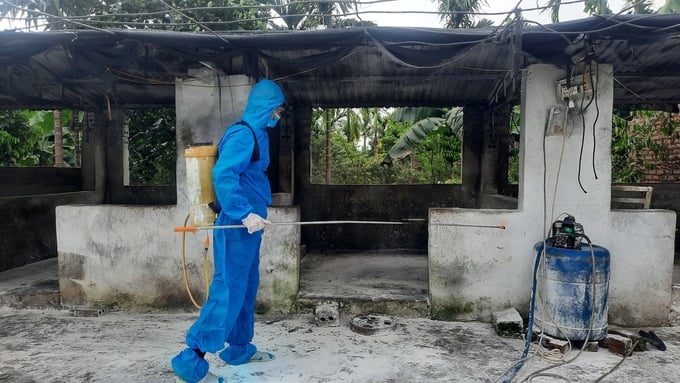 Livestock farming households in Quang Ninh province applying lime powder and spraying chemicals in pig pens affected by African swine fever. Photo: Nguyen Thanh.