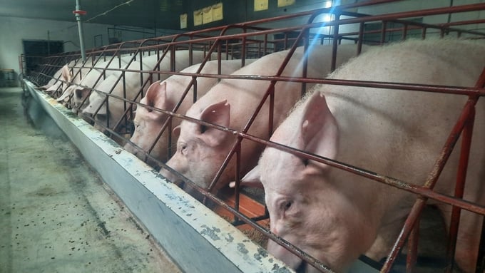 The current vaccination rate against African swine fever in the provinces of Quang Ninh and Lang Son is exceedingly low. Photo: Nguyen Thanh.