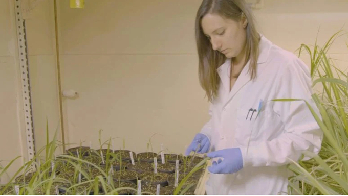 Eleanor Brant collecting leaf samples for molecular analysis of gene-edited sugarcane. Credit: Charles Keato.