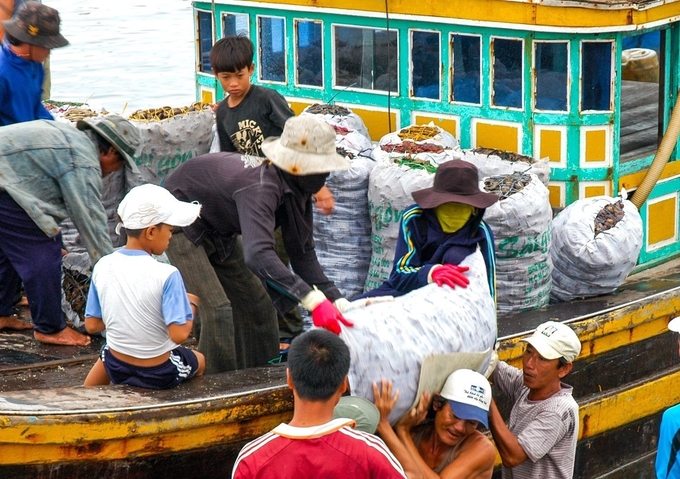 Khai thác loài nhuyễn thể hai mảnh vỏ ở vùng biển Tuy Phong, tỉnh Bình Thuận. Ảnh: KS.