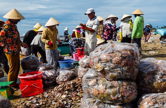 Huyện Tuy Phong đề xuất cấm khai thác, thu mua và vận chuyển các loài nhuyễn thể nhỏ hơn kích thước quy định. Ảnh: KS.