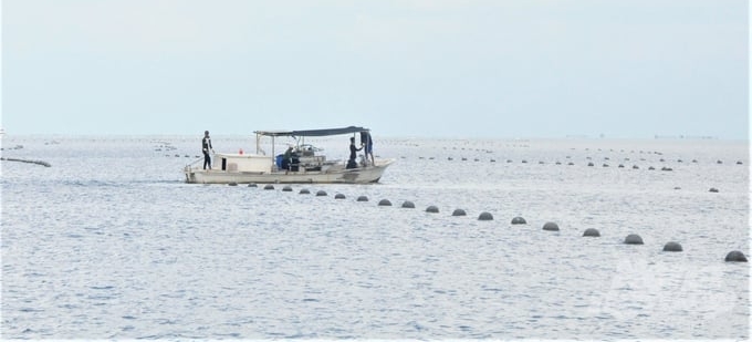 Kien Giang is focusing on effectively utilizing its marine and island advantages in order to develop a modern mariculture sector, with the goal of becoming a key player in the marine economy. Photo: Trung Chanh.