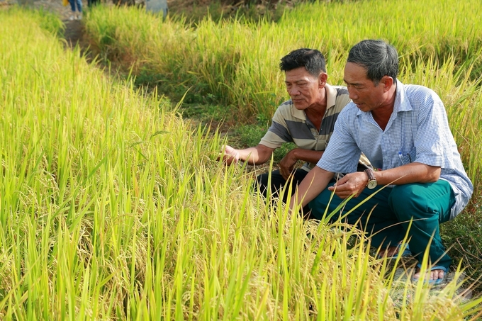 Kết quả mô hình canh tác ForwardFarming trên ruộng thực nghiệm cho thấy năng suất lúa tăng, giảm vật tư đầu vào, đồng thời các chỉ số về tính bền vững cũng được cải thiện rõ rệt. Ảnh: Minh Anh.