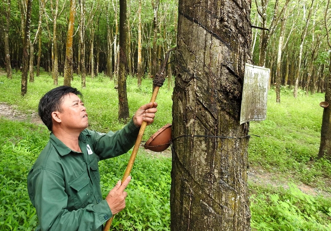 Rubber latex tapping at Binh Thuan Rubber Joint Stock Company. Photo: Son Trang.