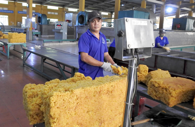 Processing rubber latex at Ba Ria Rubber Corporation. Photo: Son Trang.