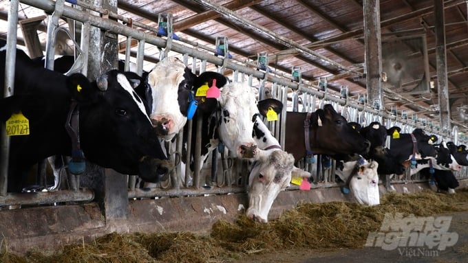 Dairy cows are raised using advanced techniques, reducing production costs while maintaining consistently high milk quality. Photo: Tran Phi.