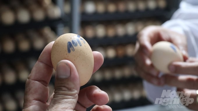 Mr. Khuong selects large and well-formed eggs for the incubation process, producing chicks with exceptional resistance and potential for development. Photo: Tran Phi.