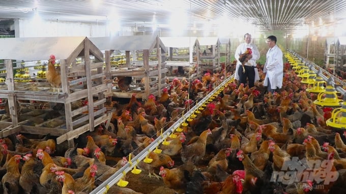 Mr. Khuong's poultry farm, spanning nearly 30,000 square meters, is invested and constructed to meet strict biosecurity standards. The farm employs a closed-process approach to producing laying hens. Photo: Tran Phi.