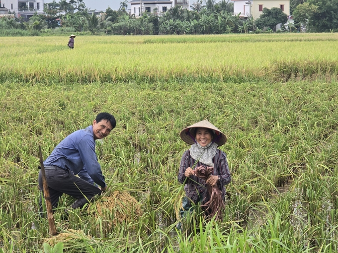 Người dân xã Ngũ Đoan, huyện Kiến Thụy phấn khởi thu hoạch vụ lúa xuân. Ảnh: Đinh Mười.