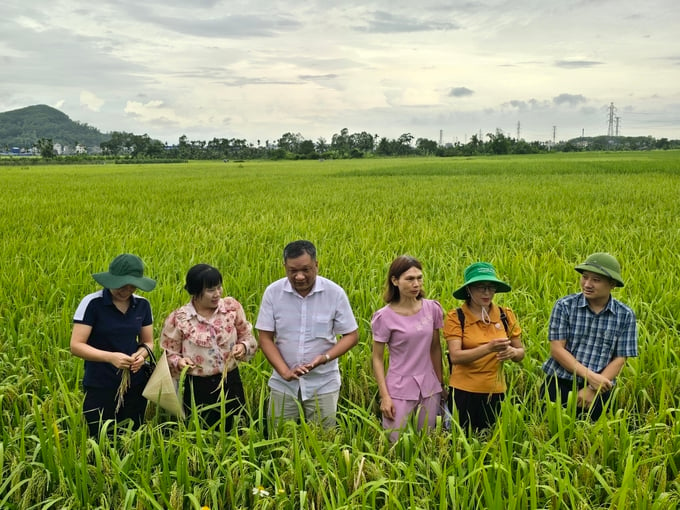 Đoàn liên ngành thống kê - nông nghiệp của TP Hải Phòng kiểm tra, đánh giá năng suất lúa vụ xuân 2024 tại huyện Thủy Nguyên. nong duoc viet nam