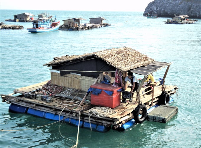 Kien Giang fishermen primarily utilize wooden cages, supported by empty plastic barrels for buoyancy, to engage in mariculture activities. These cages are typically combined with rafts that house small huts that facilitate the care and protection of fish. Photo: Trung Chanh.