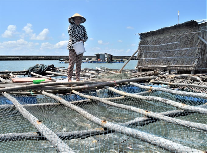 Despite Kien Giang's vast mariculture potential, the majority of local fishermen rely on small-scale farming activities and improvised wooden cages, resulting in low productivity and economic efficiency. Photo: Trung Chanh.