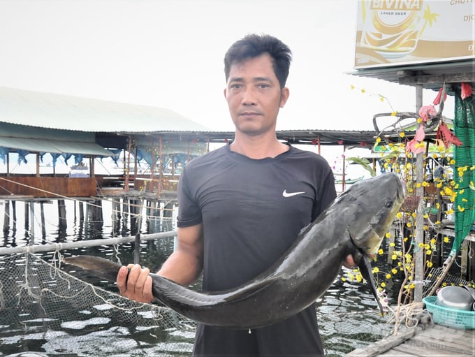 Cá bớp là một trong những đối tượng nuôi biển mang lại giá trị kinh tế cao cho ngư dân Phú Quốc. Ảnh: Trung Chánh.