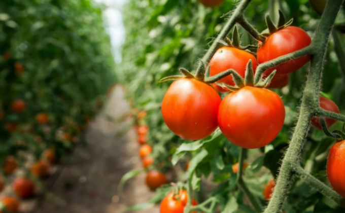 A study of the unique behaviour of the tomato’s immune system led structural biologist Chai Jijie and his colleagues to unlock the secret of how plants defend themselves from pest and disease attacks. Photo: Shutterstock.