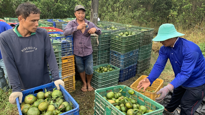 Dù vườn cam đạt năng suất cao nhưng nông dân kém vui bởi giá bán rất thấp. Ảnh: Hồ Thảo.