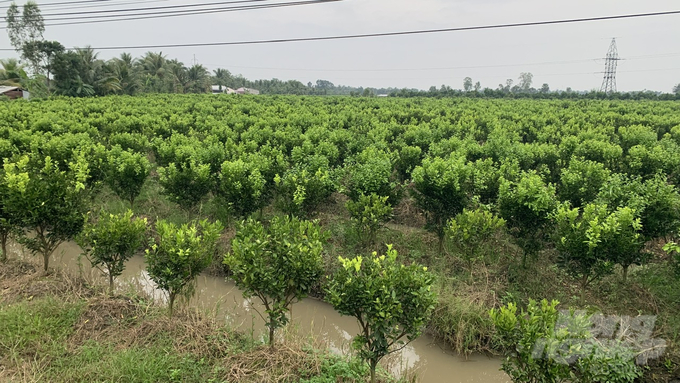 Diện tích cam sành tăng quá nhanh là nguyên nhân chính khiến giá cam tụt giảm mạnh. Ảnh: Hồ Thảo.