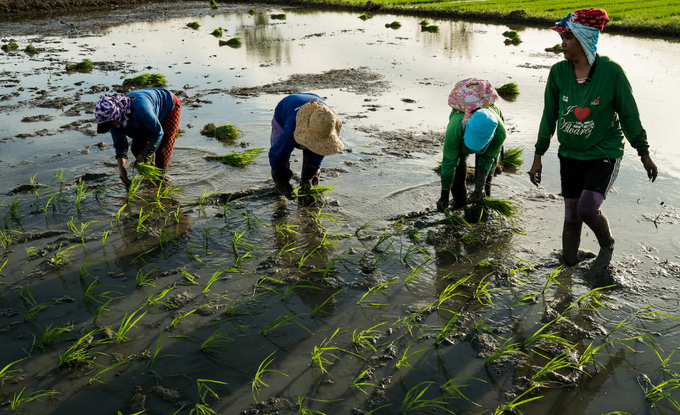 As more farmers use machinery in their fields, the outlook for contract farmers who work on others' fields is bleak.