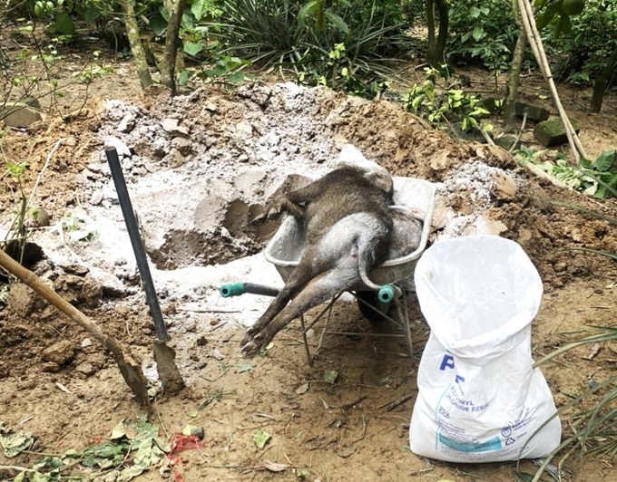 Các địa phương đang cùng với người chăn nuôi tích cực thực hiện nhiều biện pháp nhằm hạn chế thấp nhất việc phát sinh các ổ dịch, ngăn ngừa bệnh dịch lây lan. Ảnh: PH.