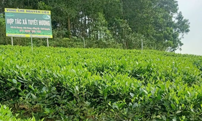 Thai Nguyen has many tea products that meet OCOP standards with high quality. Photo: VGP.