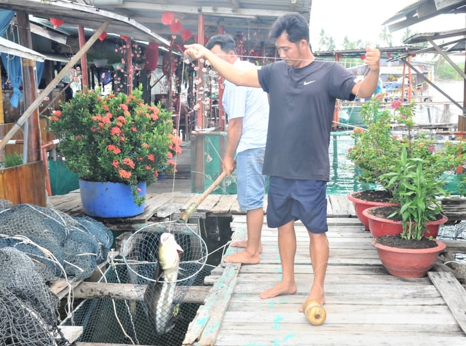 Mariculture activities provide livelihoods and increase income for local residents; and create unique, attractive tourism products in coastal and island regions. Photo: Trung Chanh.