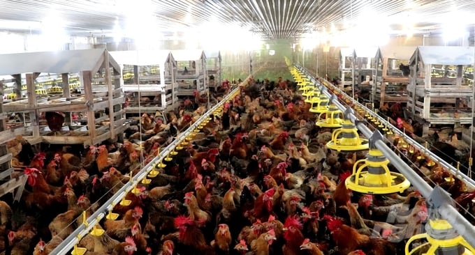 Dinh Ngoc Khuong's high-tech 30,000-square-meter poultry farm specializing in the production of poultry breeds. Photo: Tran Phi.