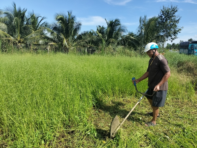 Nông dân Ba Tri trồng cỏ nuôi bò. Ảnh: Minh Đảm.