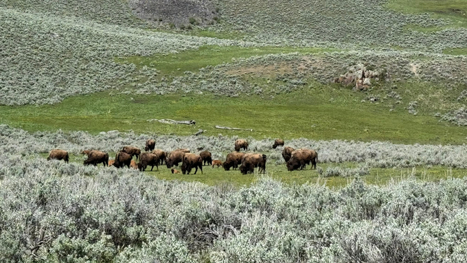 Đàn bò rừng Bison tại Vườn Quốc gia Yellowstone đã phục hồi mạnh mẽ nhờ những nỗ lực bảo tồn.