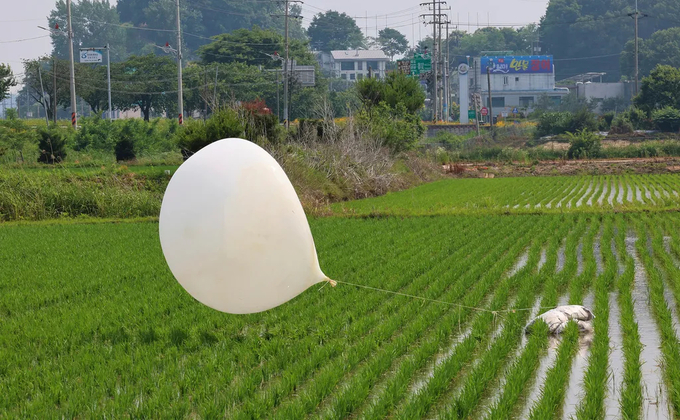 Một quả bóng bay được cho là do Triều Tiên gửi được nhìn thấy trên cánh đồng lúa ở Hàn Quốc vào tháng 6 năm 2024. Ảnh: Yonhap/AP.