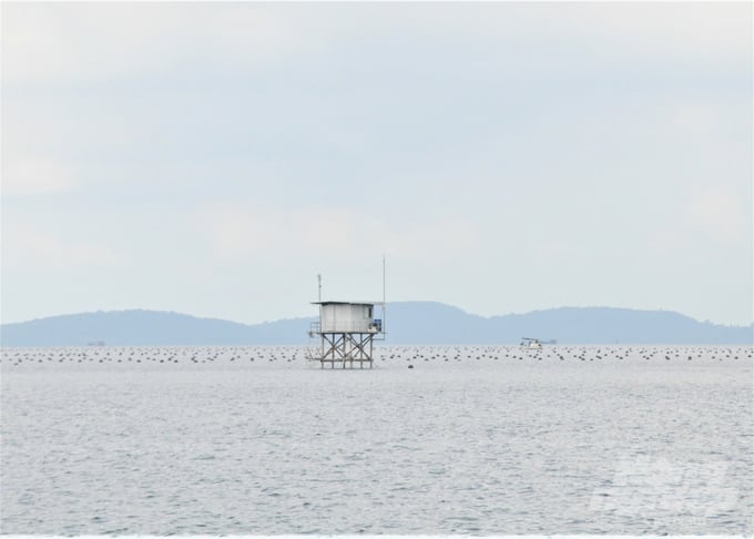 Phu Quoc's marine environment, with high water quality and mild weather conditions, is highly conducive to aquaculture development. Photo: Trung Chanh.