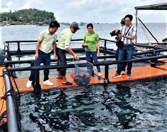 Phu Quoc city encourages its fishermen to gradually transition from traditional cages to modern HPDE cages. Photo: Trung Chanh.