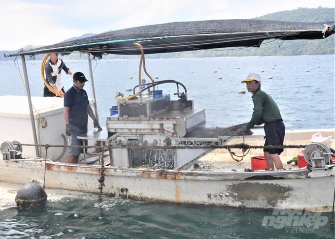 Công ty Ngọc Hiền Phú Quốc là đơn vị tiên phong thuê mặt nước biển để thực hiện dự án nuôi trai lấy ngọc, mang lại hiệu quả cao. Ảnh: Trung Chánh.