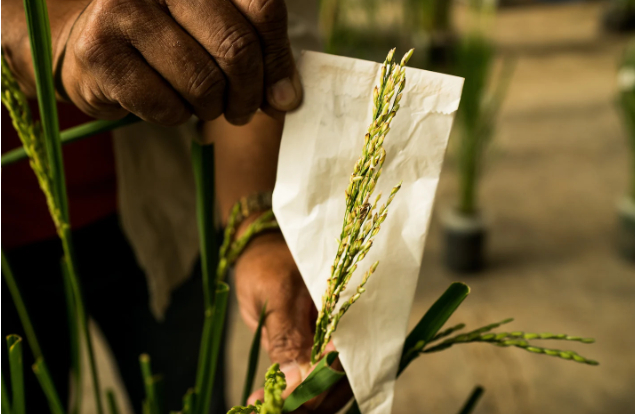 A researcher at the IRRI shows a new rice variant that is undergoing development.