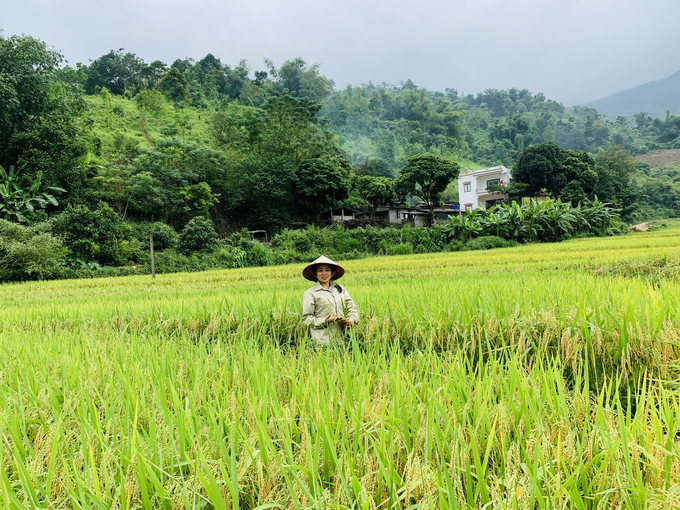 Vùng lúa đặc sản Séng Cù ở Mường Vi góp phần nâng cao thu nhập cho bà con nông dân. Ảnh: T.L.