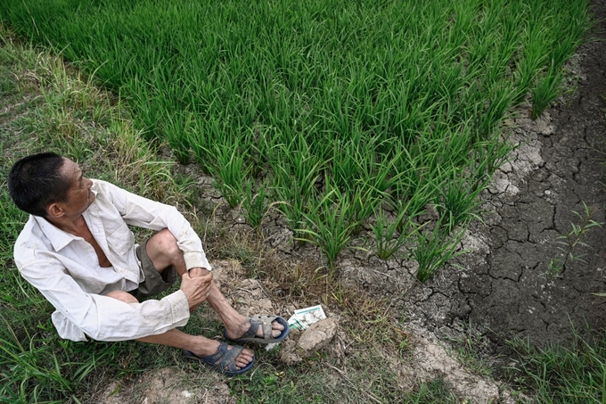 Một người nông dân ngồi trên cánh đồng lúa khô cằn ở Tín Dương, tỉnh Hà Nam, miền trung Trung Quốc hôm 18/6. Ảnh: AFP.