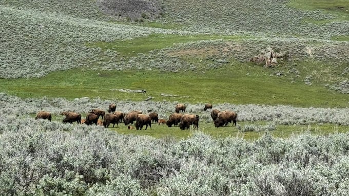 The bison herd in Yellowstone National Park has recovered strongly thanks to conservation efforts.