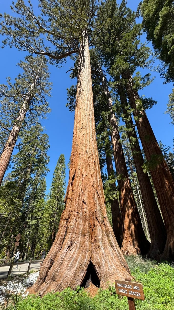 Thousands of years old Sequoia trees in Yosemite National Park.