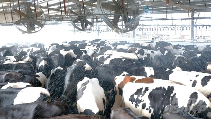 Automated water cooling system for dairy cows. Photo: Tran Phi.