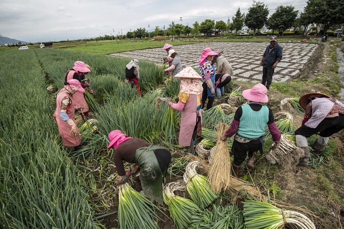 Farmers harvest spring onions at a farm in Yunnan province, China.